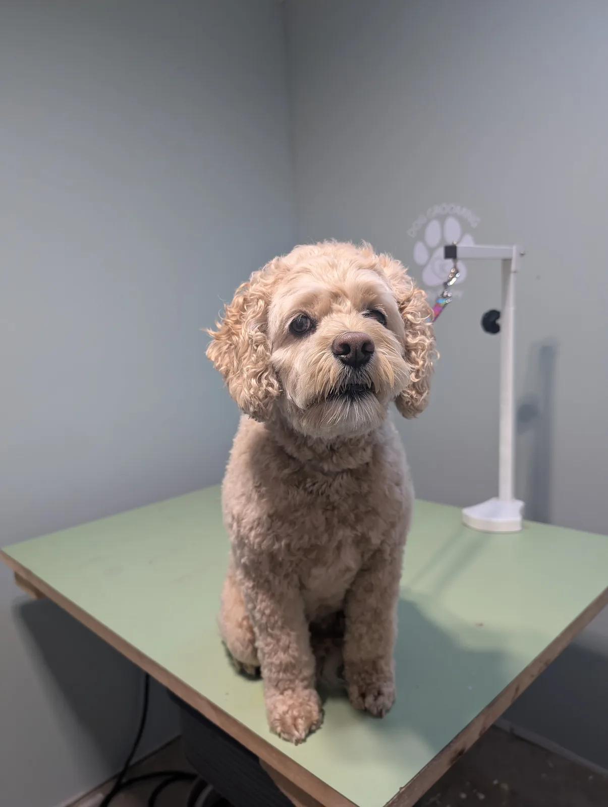 Dog Grooming By Karley dog grooming listing photo