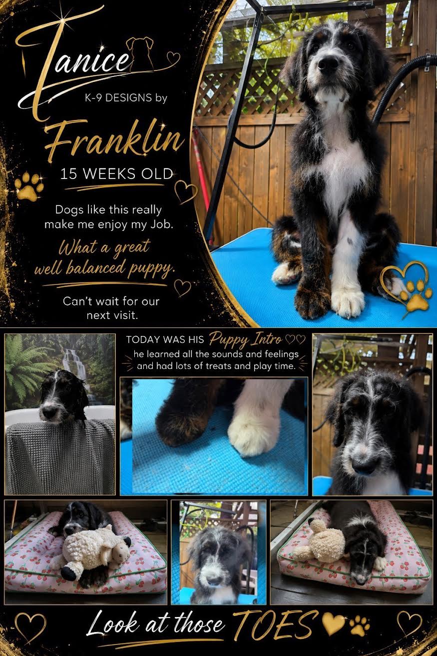 K9 Designs by Tanice photo