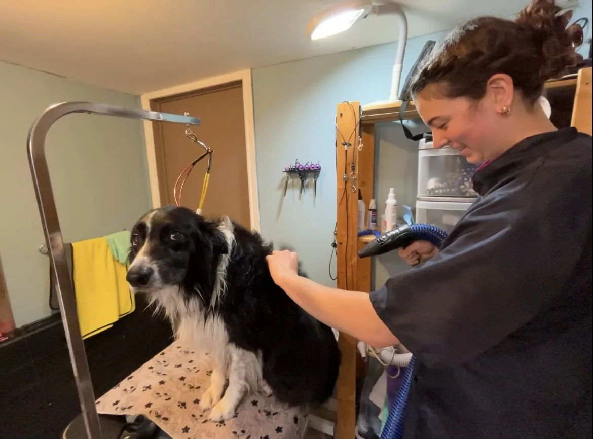 Groomer tending to a black-and-white dog at Kindred Paws